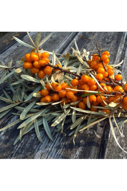 Гілка обліпихи ‘Медова’ з жовтими плодами